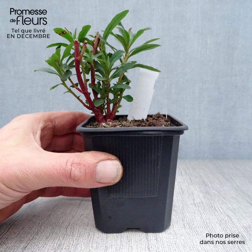 Euphorbia amygdaloides Purpurea Vasetto da 8/9 cm esemplare consegnato in inverno