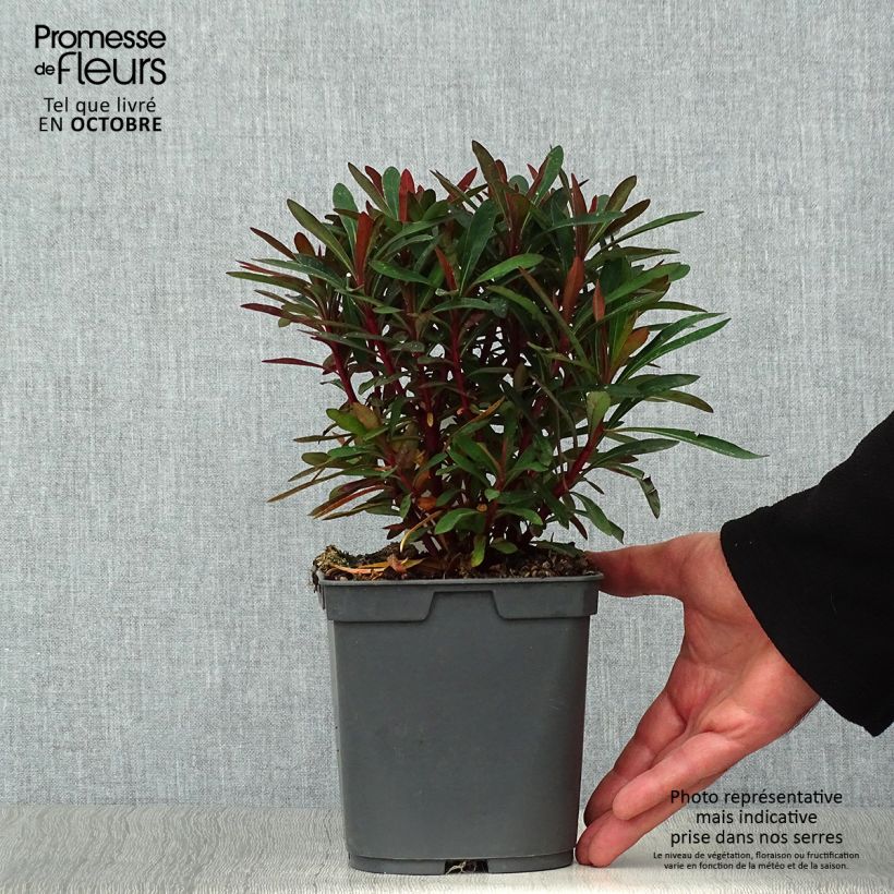 Esemplare di Euphorbia amygdaloides Purpurea Vaso da 2L/3L come consegnato in autunno
