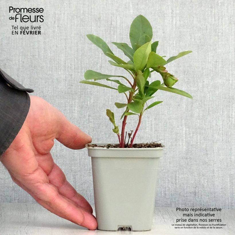 Euphorbia amygdaloïdes var. robbiae Vasetto da 8/9 cm esemplare consegnato in inverno