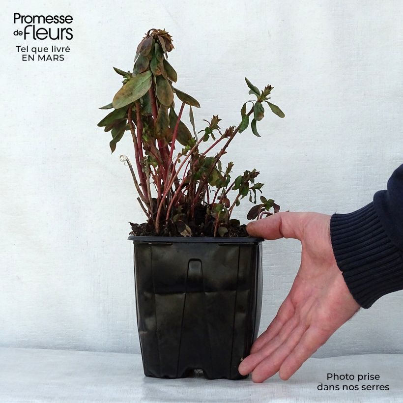 Euphorbia amygdaloïdes var. robbiae Vaso da 2L/3L esemplare consegnato in primavera