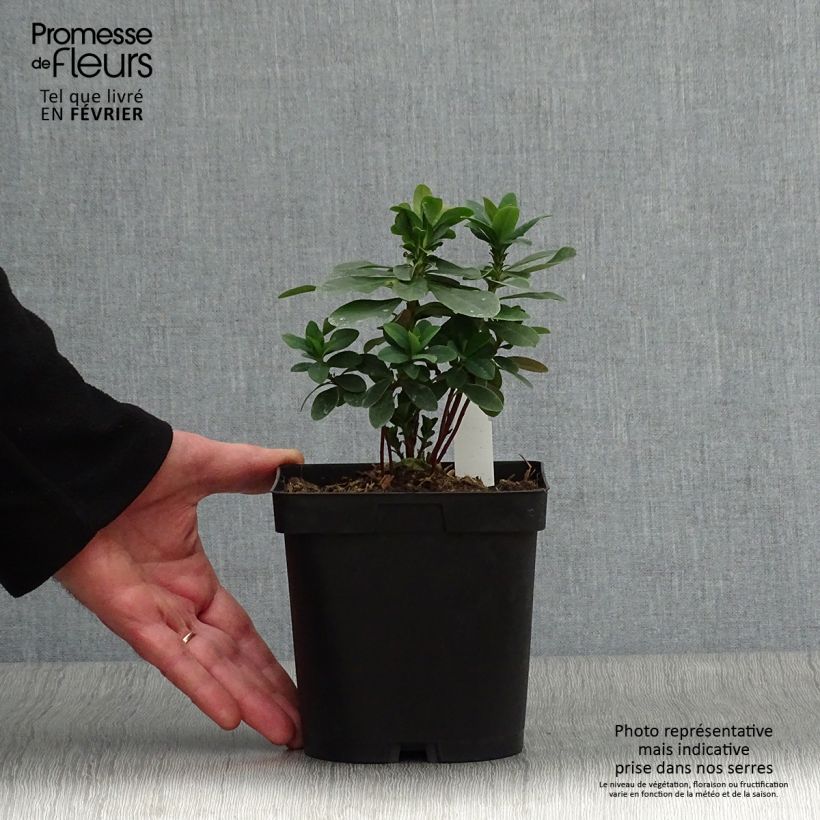 Euphorbia amygdaloïdes var. robbiae Vaso da 2L/3L esemplare consegnato in inverno