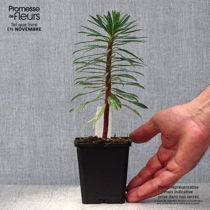 Esemplare di Euphorbia characias Black Pearl Vasetto da 8/9 cm come consegnato in autunno