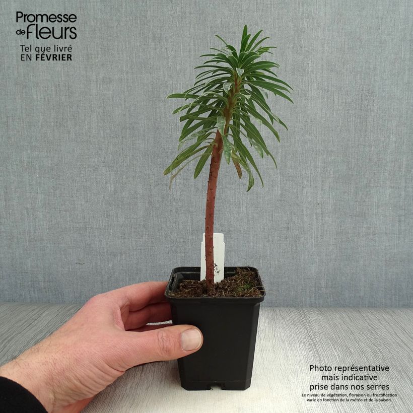 Euphorbia characias Black Pearl Vasetto da 8/9 cm esemplare consegnato in inverno