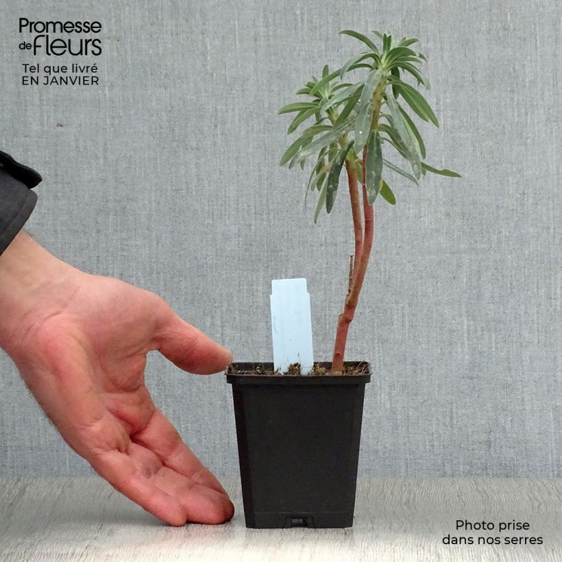 Euphorbia characias Blue Wonder Vasetto da 8/9 cm esemplare consegnato in inverno