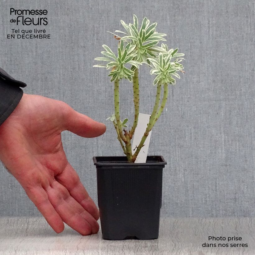 Euphorbia characias Glacier Blue Vasetto da 8/9 cm esemplare consegnato in inverno