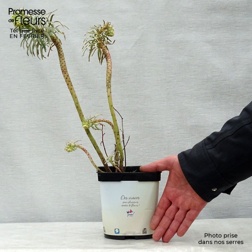 Euphorbia characias Glacier Blue Vaso da 1,5L/2L esemplare consegnato in inverno