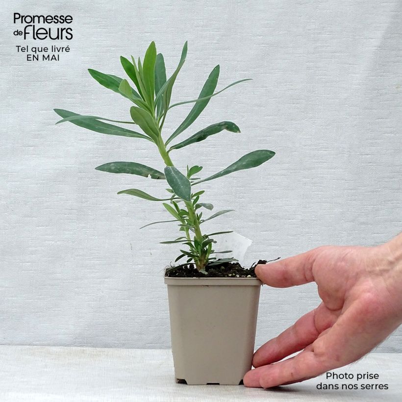 Euphorbia characias Humpty Dumpty Vasetto da 8/9 cm esemplare consegnato in primavera