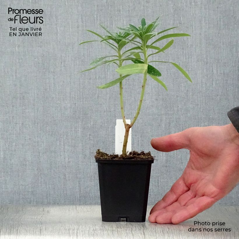 Euphorbia characias Humpty Dumpty Vasetto da 8/9 cm esemplare consegnato in inverno