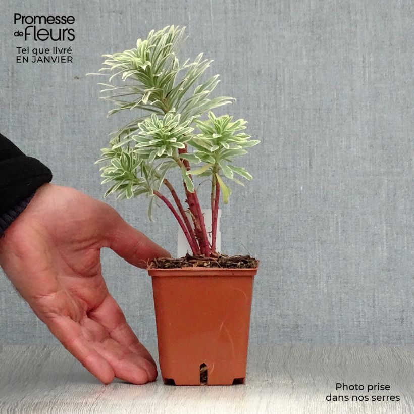 Euphorbia characias Wilcott Vasetto da 8/9 cm esemplare consegnato in inverno
