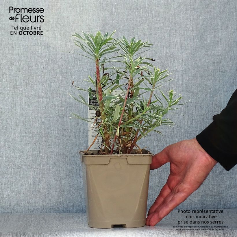Esemplare di Euphorbia characias Wilcott Vaso da 2L/3L come consegnato in autunno