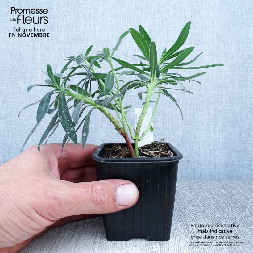 Esemplare di Euphorbia characias ssp. wulfenii Vasetto da 8/9 cm come consegnato in autunno