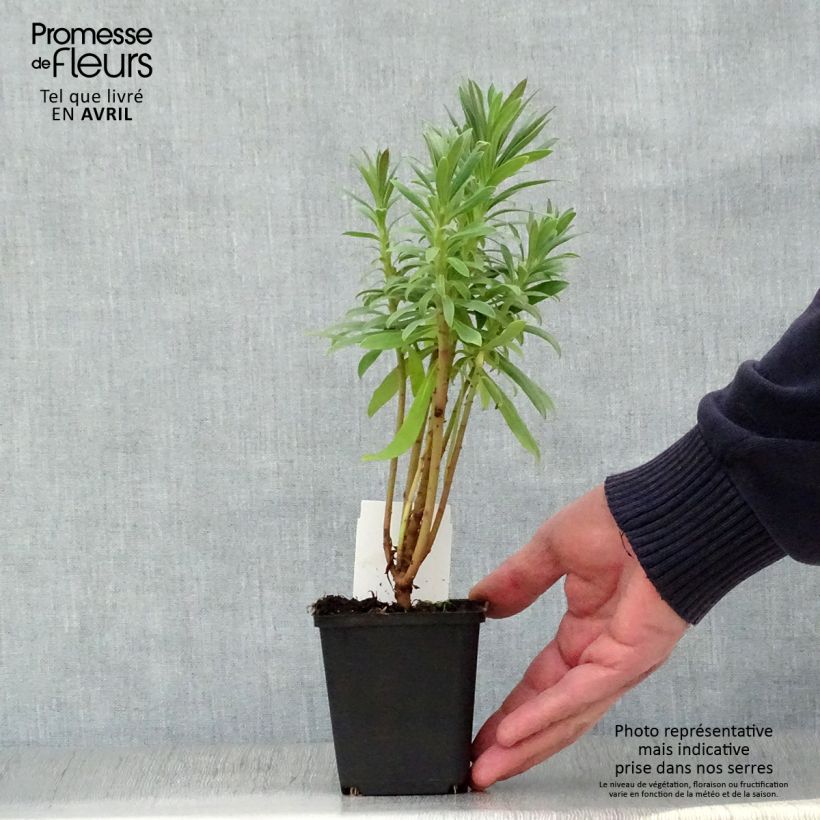 Euphorbia characias ssp. wulfenii Vasetto da 8/9 cm esemplare consegnato in primavera