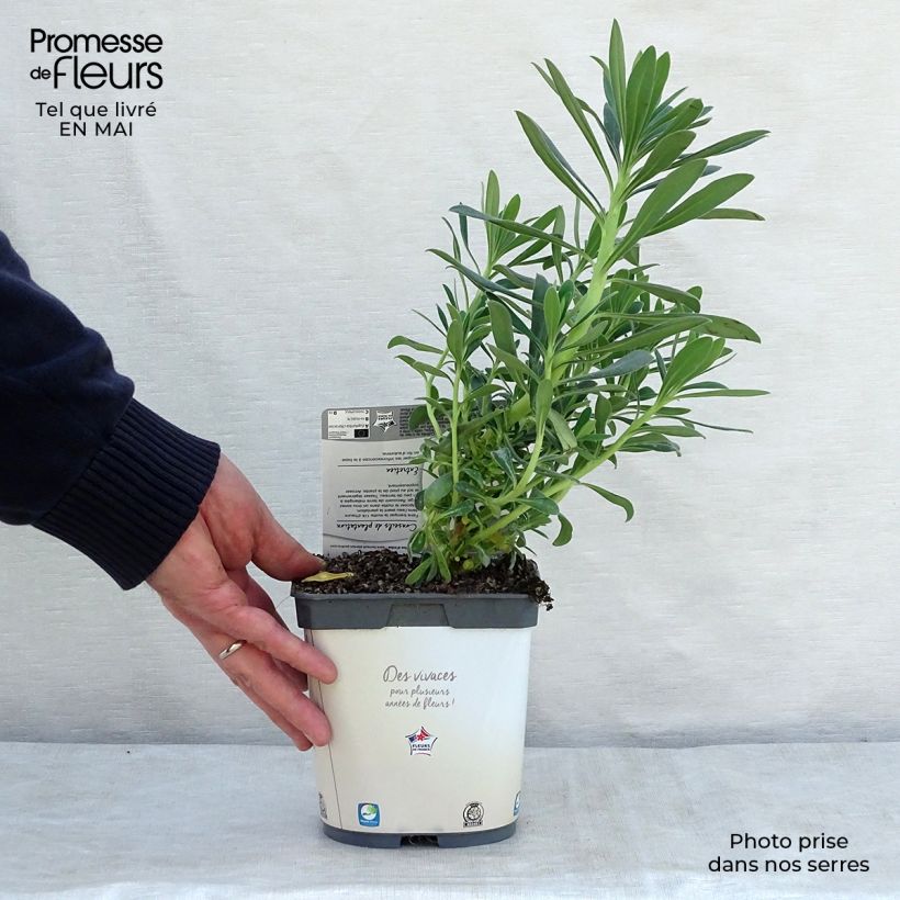 Euphorbia characias ssp. wulfenii Vaso da 2L/3L esemplare consegnato in primavera