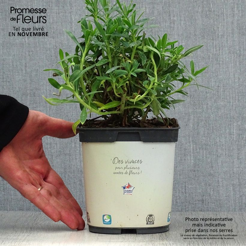 Esemplare di Euphorbia characias ssp. wulfenii Vaso da 2L/3L come consegnato in autunno