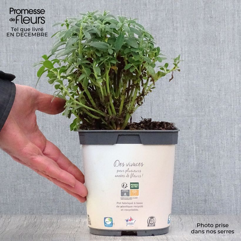 Euphorbia characias ssp. wulfenii Vaso da 2L/3L esemplare consegnato in inverno