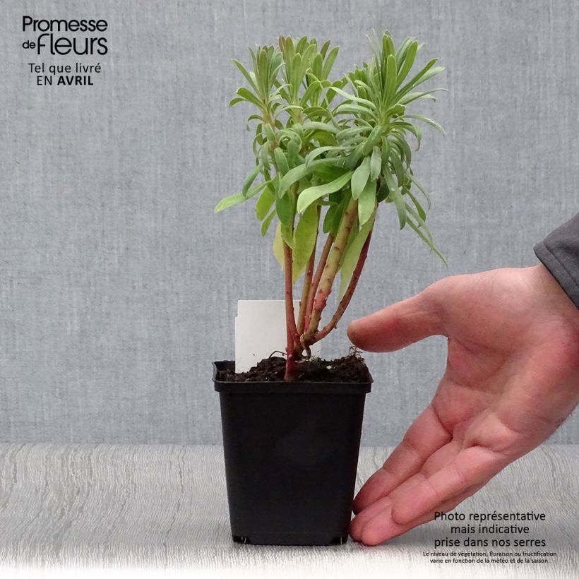 Euphorbia characias ssp. wulfenii Vasetto da 8/9 cm esemplare consegnato in inverno