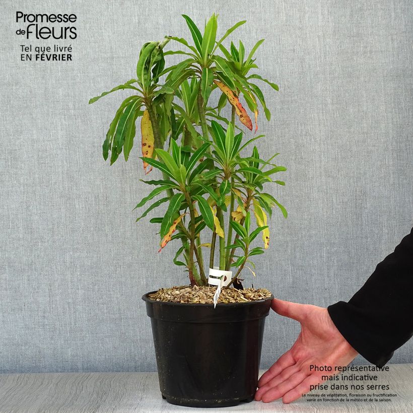 Euphorbia mellifera Vaso da 2L/3L esemplare consegnato in inverno