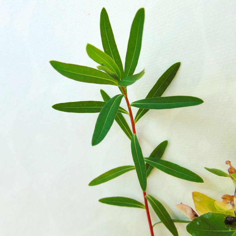 Euphorbia palustris Walenburg's Glory (Fogliame)