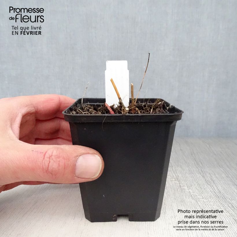 Euphorbia palustris Walenburg's Glory Vasetto da 8/9 cm esemplare consegnato in inverno