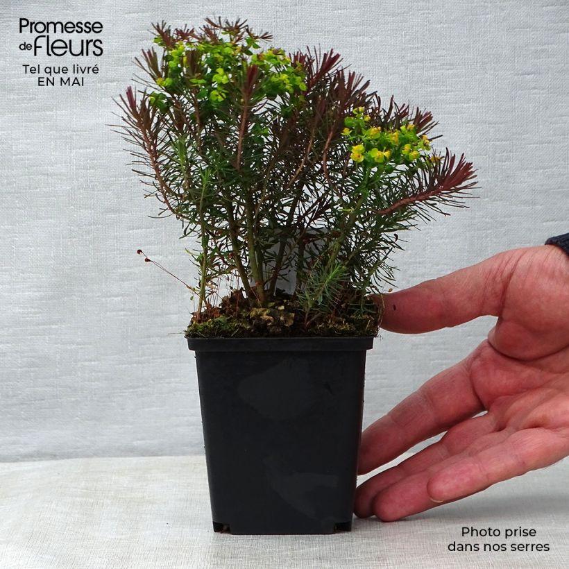 Euphorbia cyparissias Clarice Howard Vasetto da 8/9 cm esemplare consegnato in primavera