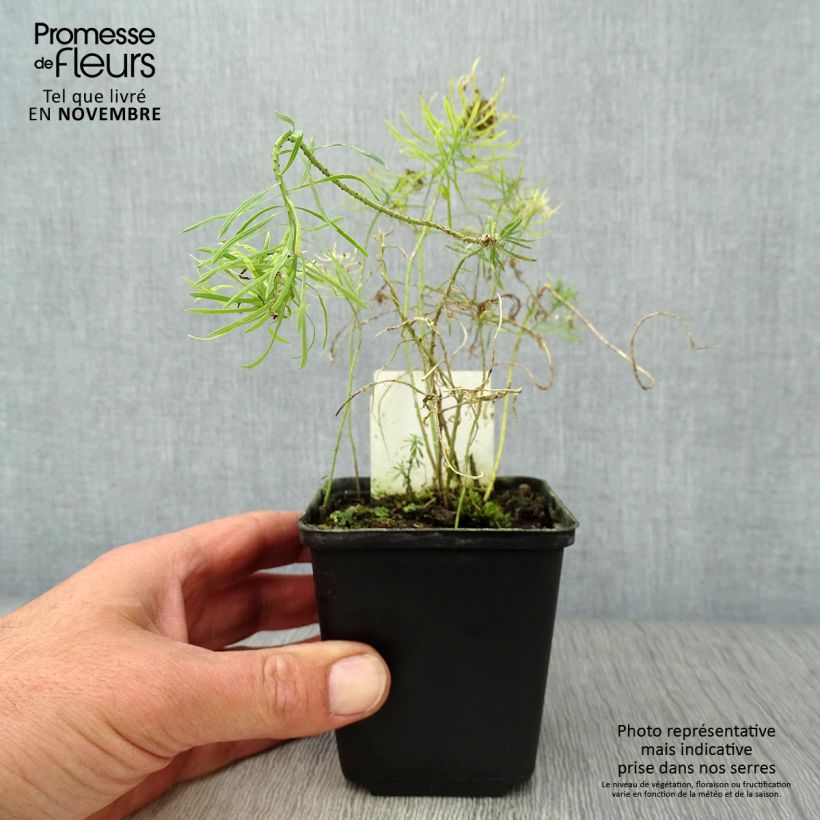 Esemplare di Euphorbia cyparissias Clarice Howard Vasetto da 8/9 cm come consegnato in autunno