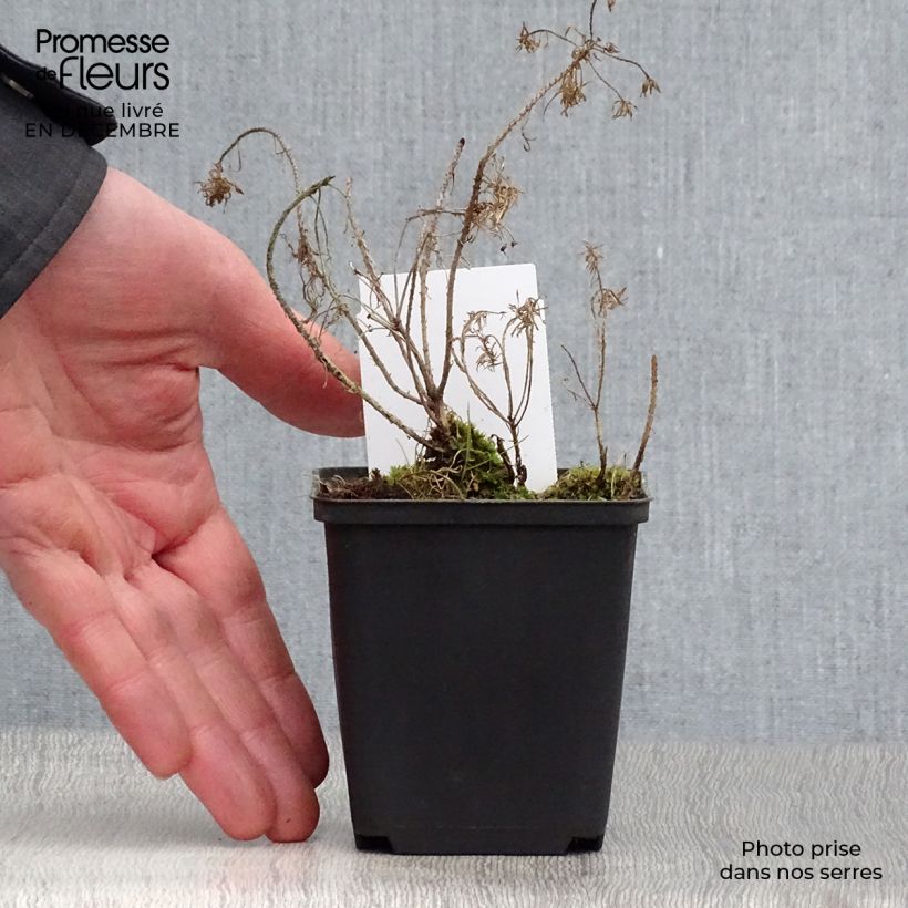 Euphorbia cyparissias Clarice Howard Vasetto da 8/9 cm esemplare consegnato in inverno