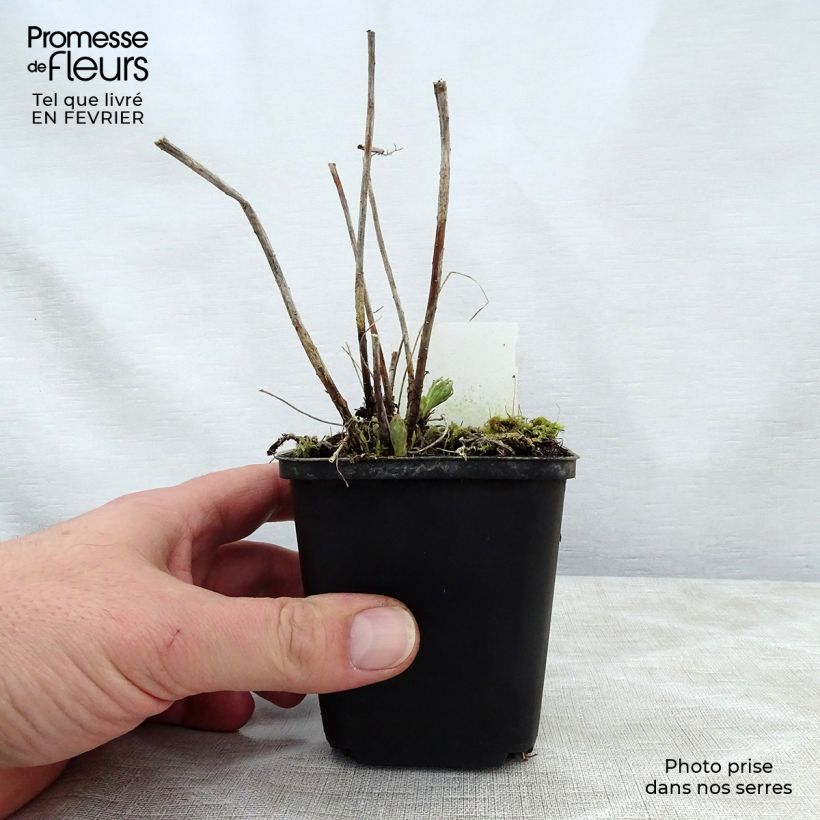 Euphorbia waldsteinii Betten Vasetto da 8/9 cm esemplare consegnato in inverno