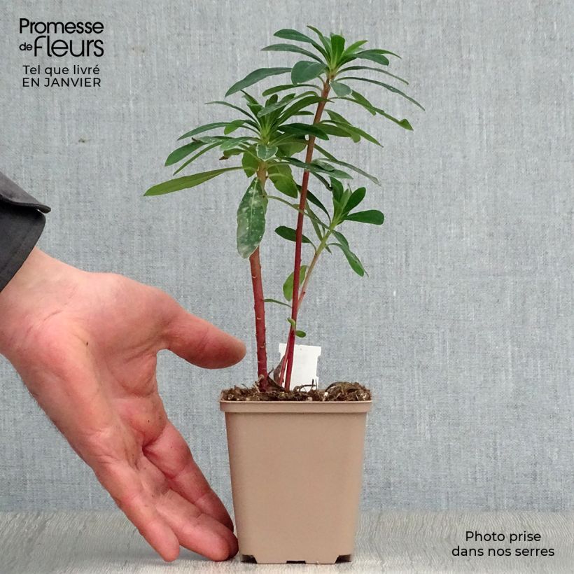 Euphorbia martinii Vasetto da 8/9 cm esemplare consegnato in inverno