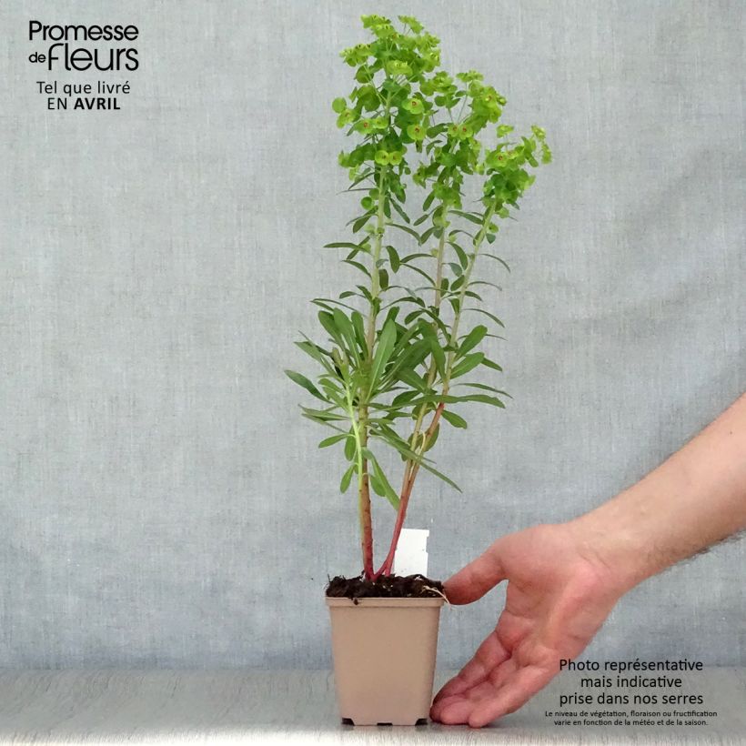 Euphorbia martinii Vasetto da 8/9 cm esemplare consegnato in primavera