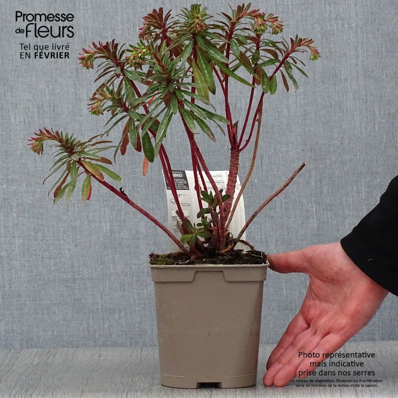 Euphorbia martinii Vaso da 2L/3L esemplare consegnato in inverno
