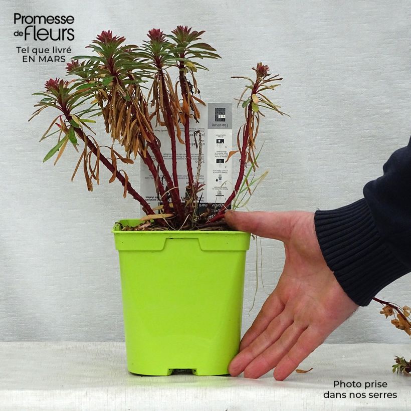 Euphorbia martinii Vaso da 2L/3L esemplare consegnato in primavera