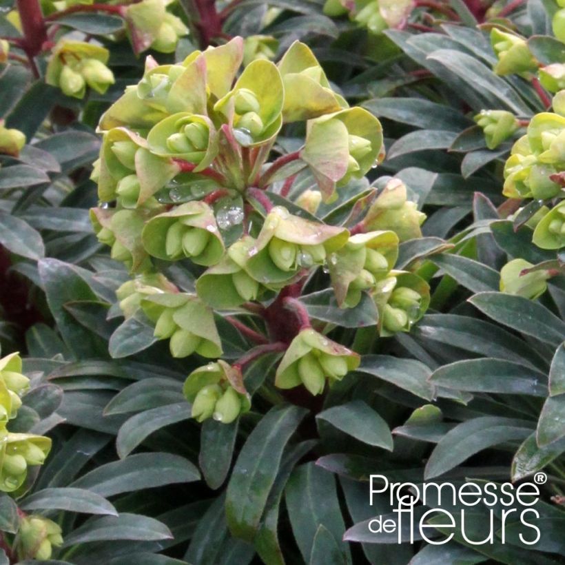 Euphorbia Redwing (Fioritura)