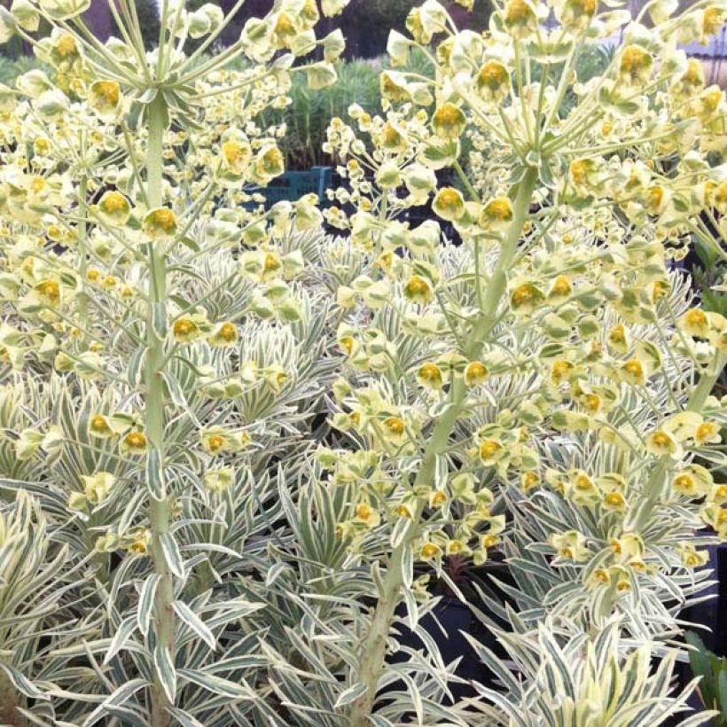 Euphorbia characias Emmer Green (Porto)