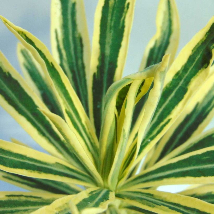 Euphorbia characias Emmer Green (Fogliame)