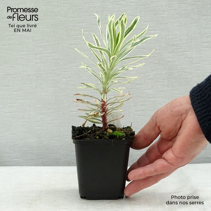 Euphorbia characias Emmer Green Vasetto da 8/9 cm esemplare consegnato in primavera