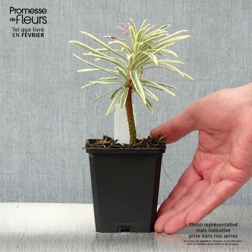 Euphorbia characias Emmer Green Vasetto da 8/9 cm esemplare consegnato in inverno