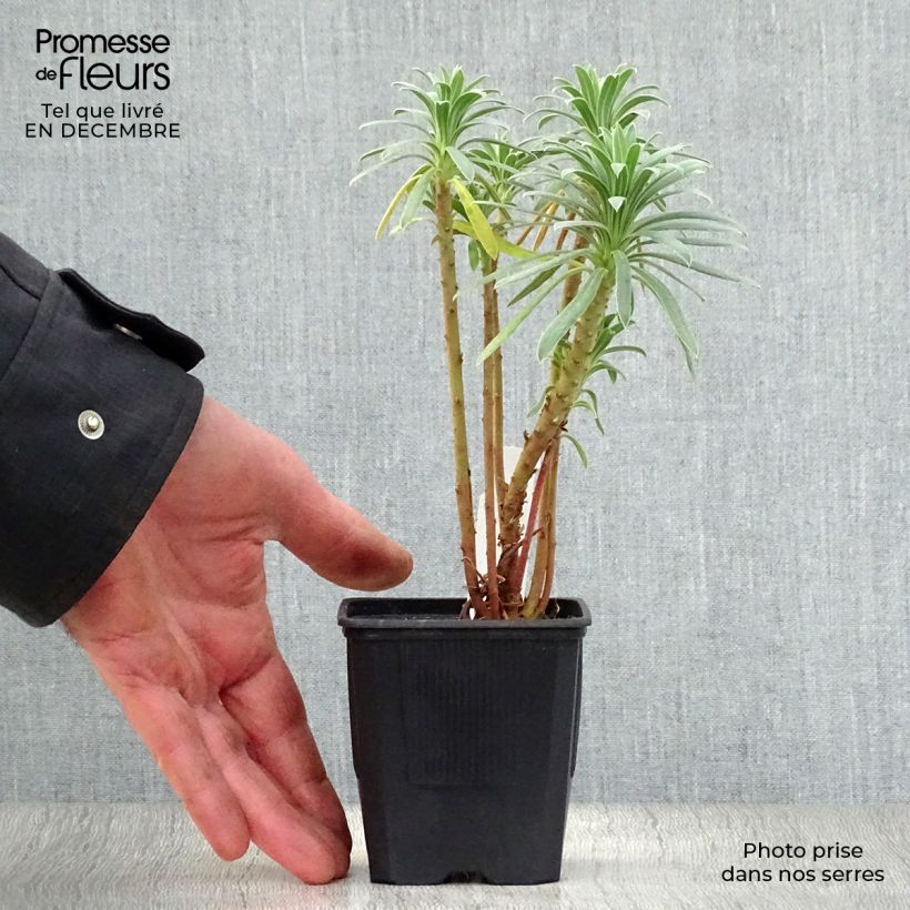 Euphorbia characias - Euforbia cespugliosa Vasetto da 8/9 cm esemplare consegnato in inverno