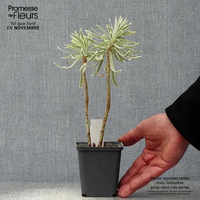 Esemplare di Euphorbia characias Tasmanian tiger Vasetto da 8/9 cm come consegnato in autunno