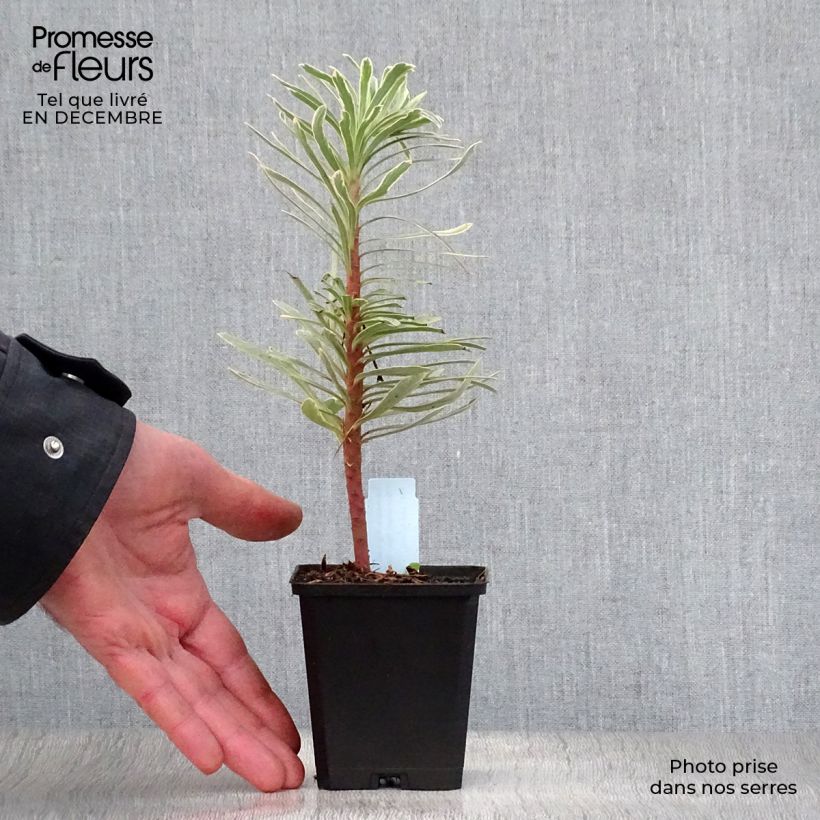 Euphorbia characias Tasmanian tiger Vasetto da 8/9 cm esemplare consegnato in inverno