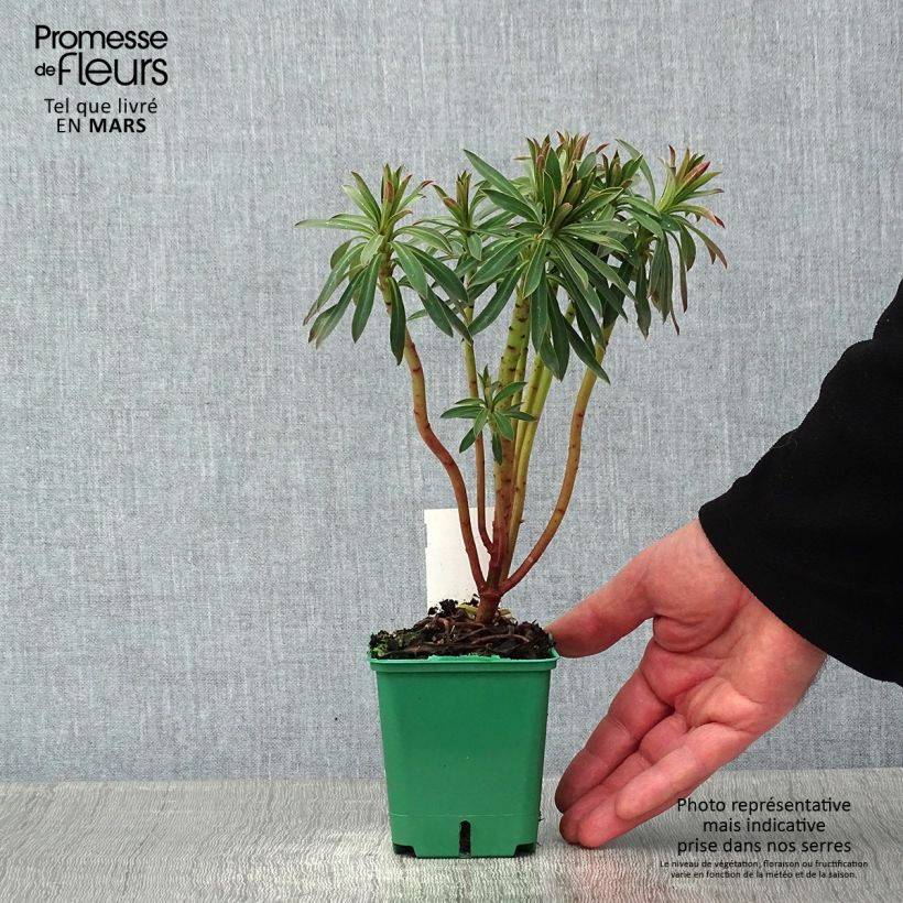 Euphorbia characias subsp. characias Vasetto da 8/9 cm esemplare consegnato in inverno