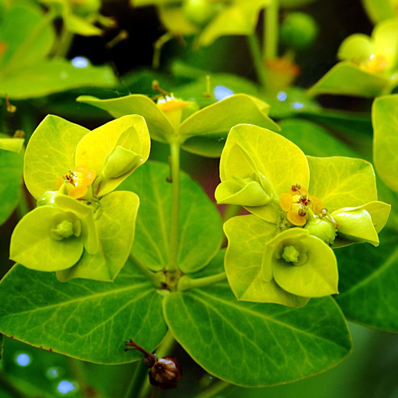 Euphorbia cornigera Goldener Turm (Fioritura)
