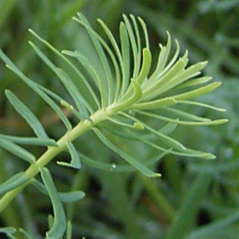 Euphorbia cyparissias - Euforbia cipressina (Fogliame)