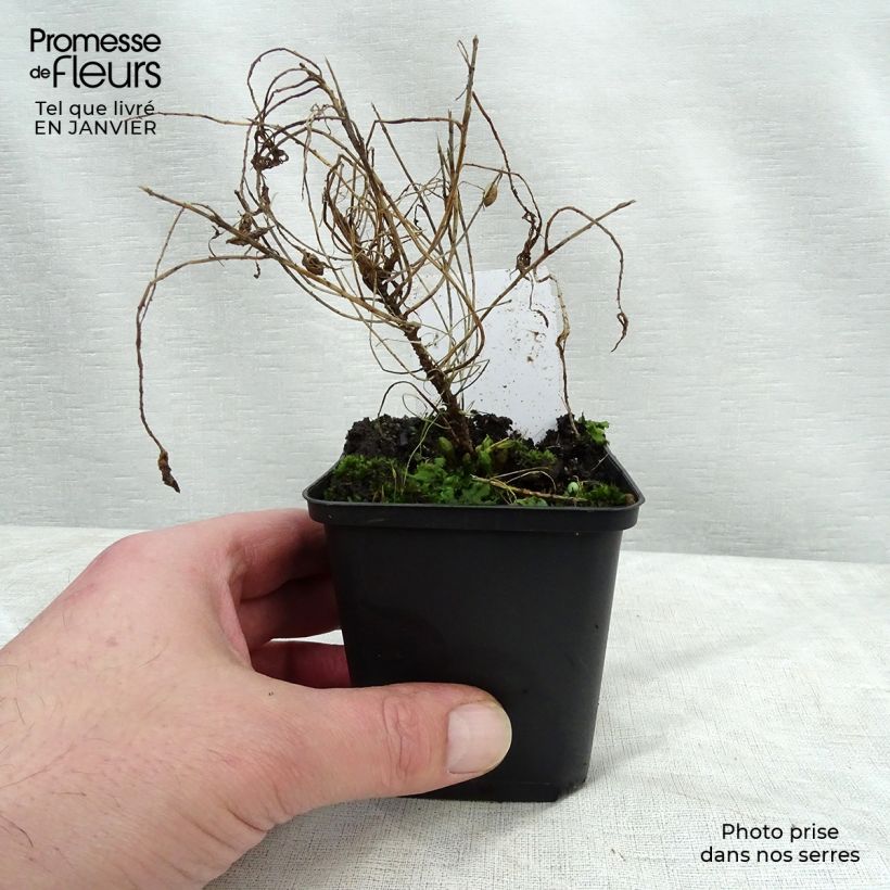 Euphorbia cyparissias Fens Ruby Vasetto da 8/9 cm esemplare consegnato in inverno