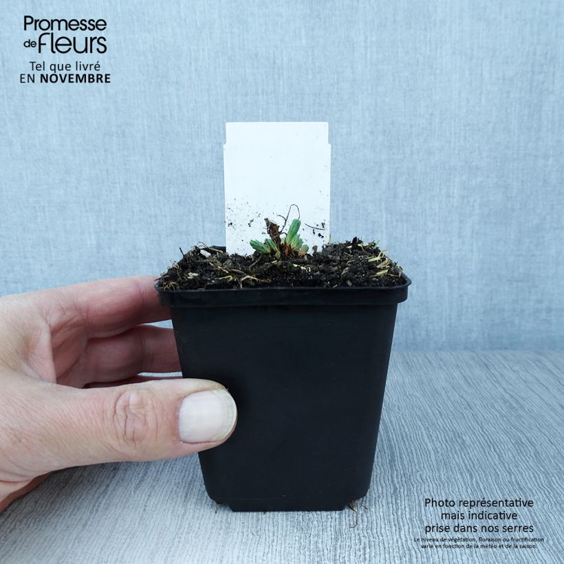 Esemplare di Euphorbia cyparissias Fens Ruby Vasetto da 8/9 cm come consegnato in autunno