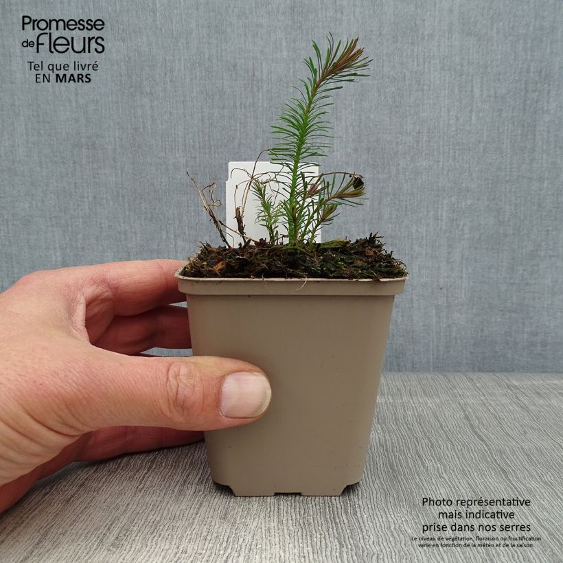 Euphorbia cyparissias Fens Ruby Vasetto da 8/9 cm esemplare consegnato in primavera