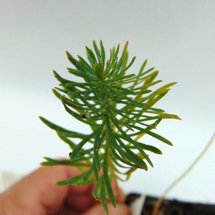 Euphorbia cyparissias Orange Man (Fogliame)