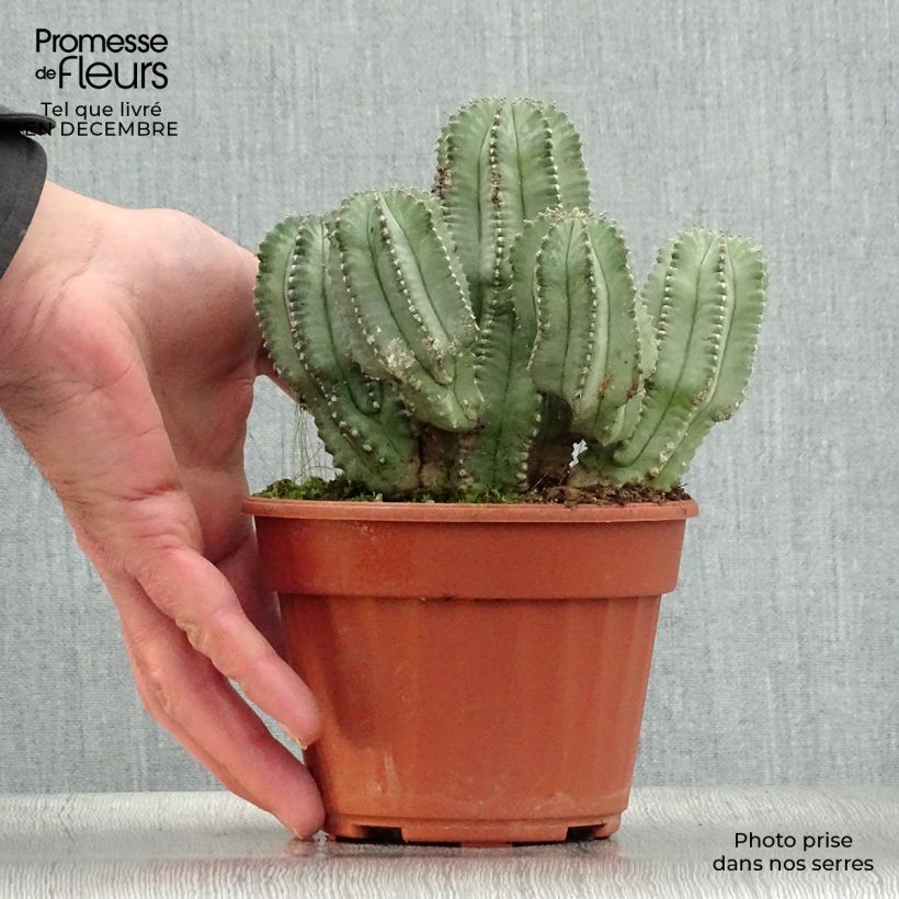 Euphorbia fruticosa Inermis Vaso da Ø 12 cm / 13 cm esemplare consegnato in inverno