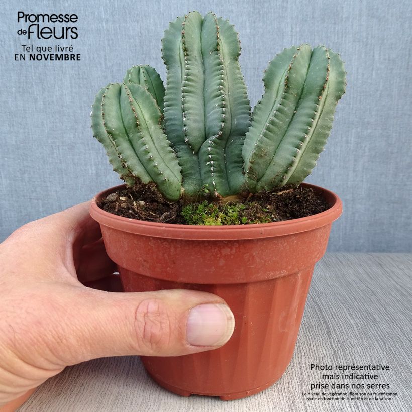 Esemplare di Euphorbia fruticosa Inermis Vaso da Ø 12 cm / 13 cm come consegnato in autunno