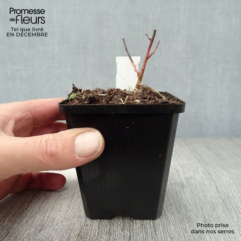 Euphorbia griffithii Fireglow Vasetto da 8/9 cm esemplare consegnato in inverno