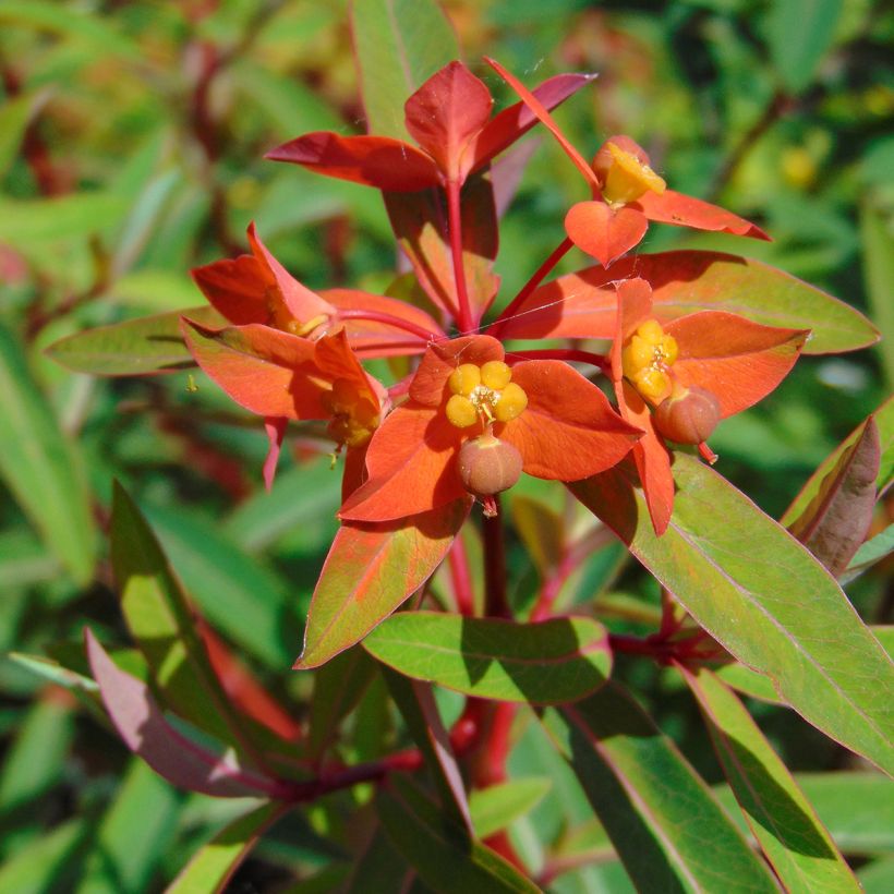 Euphorbia griffithii Fireglow (Fioritura)